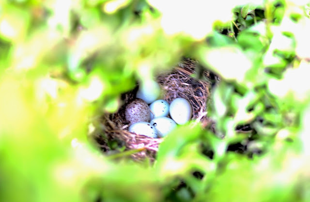 Bird's nest with eggs-www.goldenboysandme.com