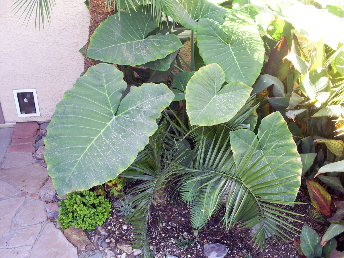 Elephant Ears Cartoon