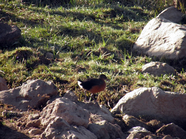 Rouget's rail (Rougetius rougetii) Rouget's rail (Rougetius rougetii)