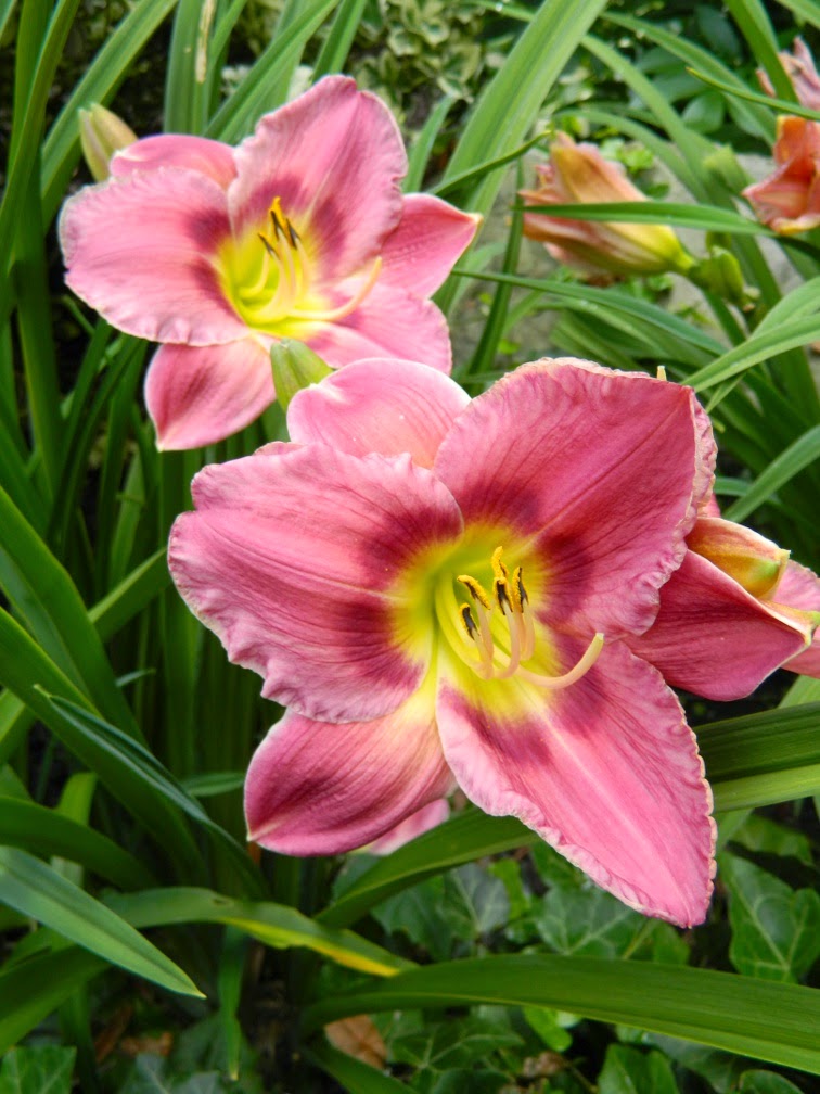 Prairie Blue Eyes Hemerocallis daylily by garden muses-not another Toronto gardening blog Prairie Blue Eyes Hemerocallis daylily by garden muses-not another Toronto gardening blog