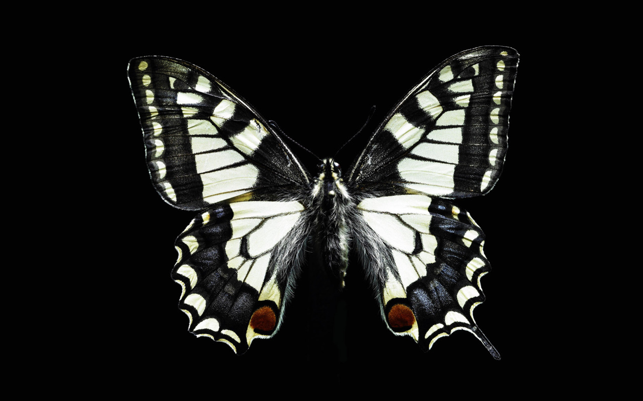 http://4.bp.blogspot.com/-fmW5PNbs1vA/TsuwjSqBNRI/AAAAAAAABHo/CcMv5Er02B8/s1600/Black%2Band%2Bwhite%2Bbutterfly%2Bwallpaper.jpg