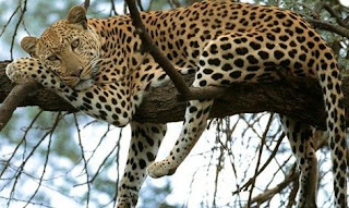 Leopardo descansando plácidamente sobre ramas Leopardo descansando plácidamente sobre ramas