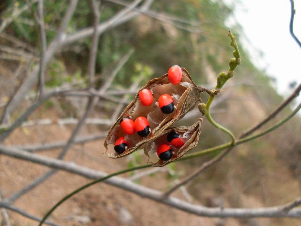 Biodiversity of Bharathidasan University Indian licorice குண்டுமணி