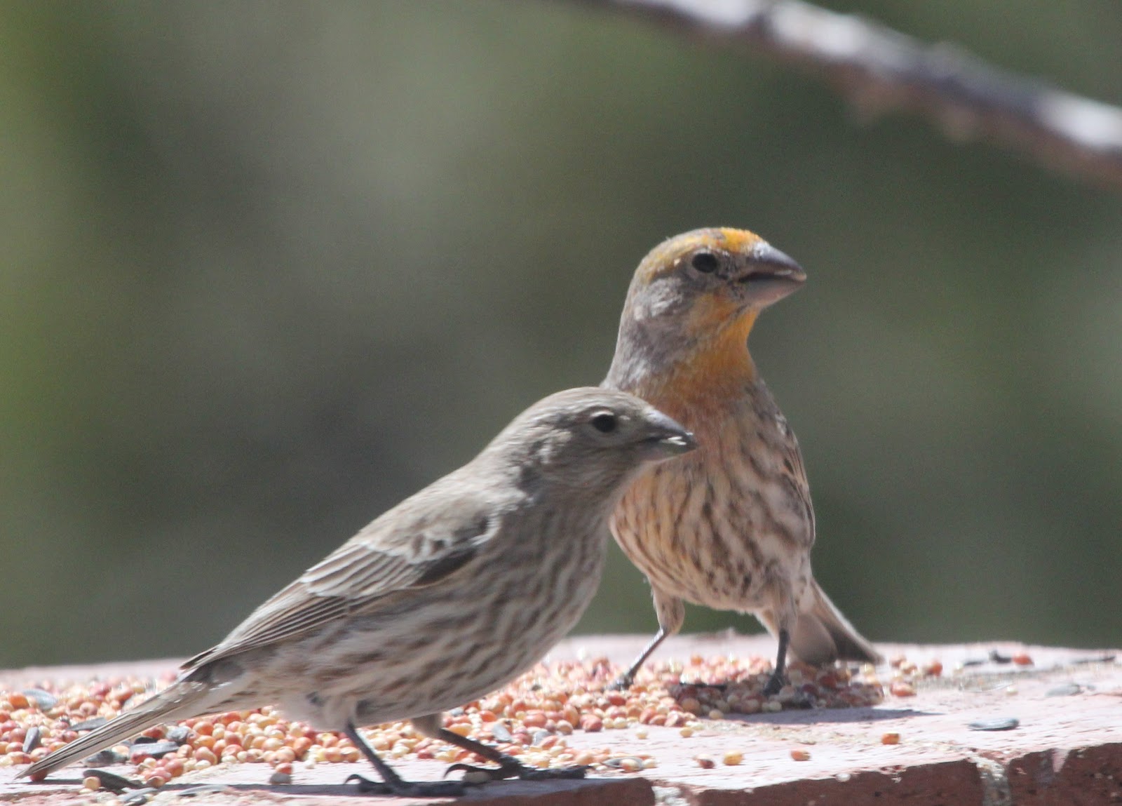 House Finches Stephen Bodio