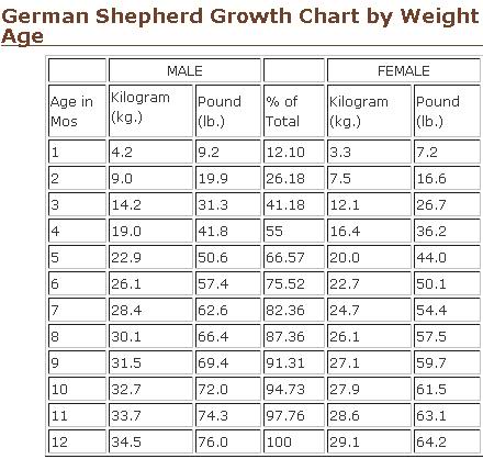 german shepherd puppy weight german shepherd weight chart weeks dogs our friends photo german shepherd puppy weight german shepherd weight chart weeks dogs our friends photo