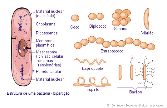 Imagenes+Del+Reino+Monera ... Biologia: Procariotas: bacterias, algas verdeazuladas. Reino Mónera