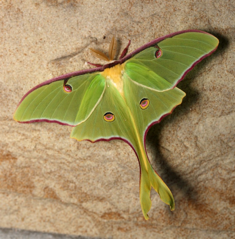 Pictures Of Moths In Virginia