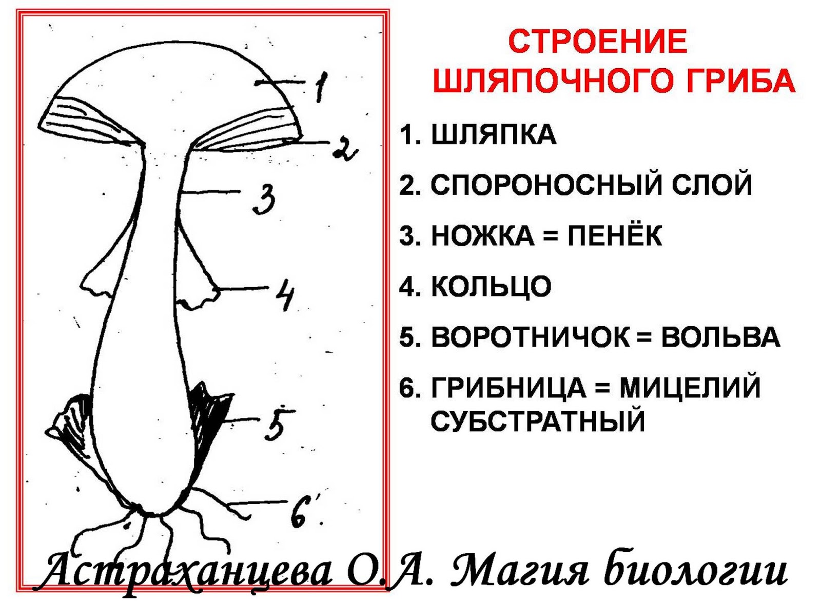 Схема размножения шляпочного гриба Схема размножения шляпочного гриба