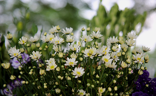 [Image: ha-noi-dep-tinh-khoi-mua-cuc-hoa-mi-9.jpg]