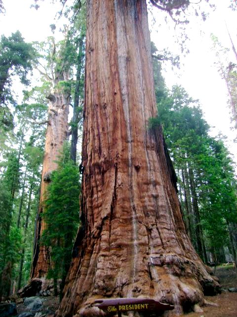 Sequoia 3.200 anos - California EUA