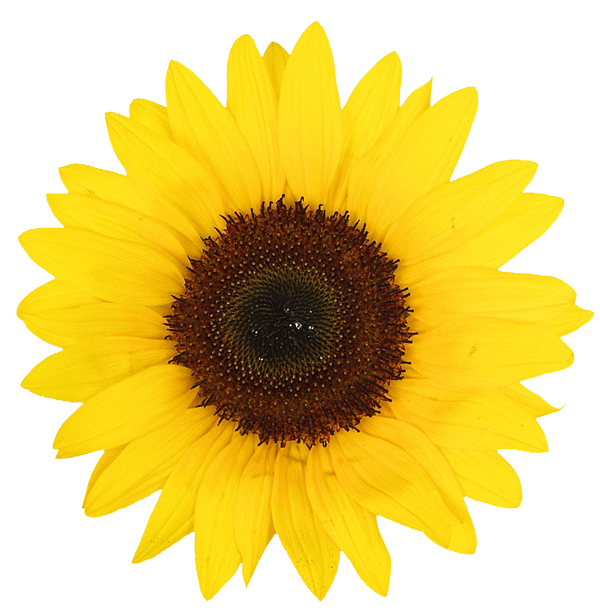 colección de gifs imágenes de girasoles merry christmas images jesus