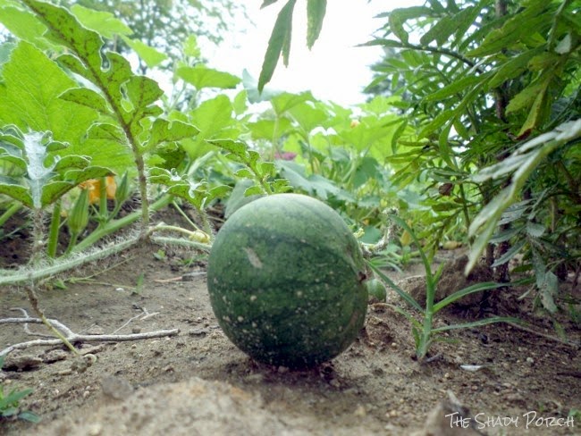 Watermelon - Crimson Sweet Watermelon - Crimson Sweet