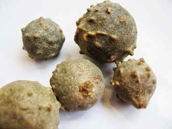 BUAH MANJAKANI BUAH MANJAKANI
