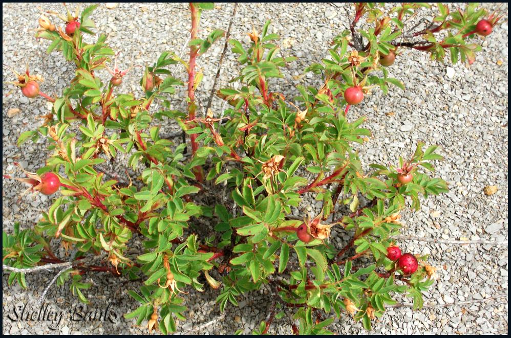 Prairie Wildflowers Prairie Rose Rosa Arkansana