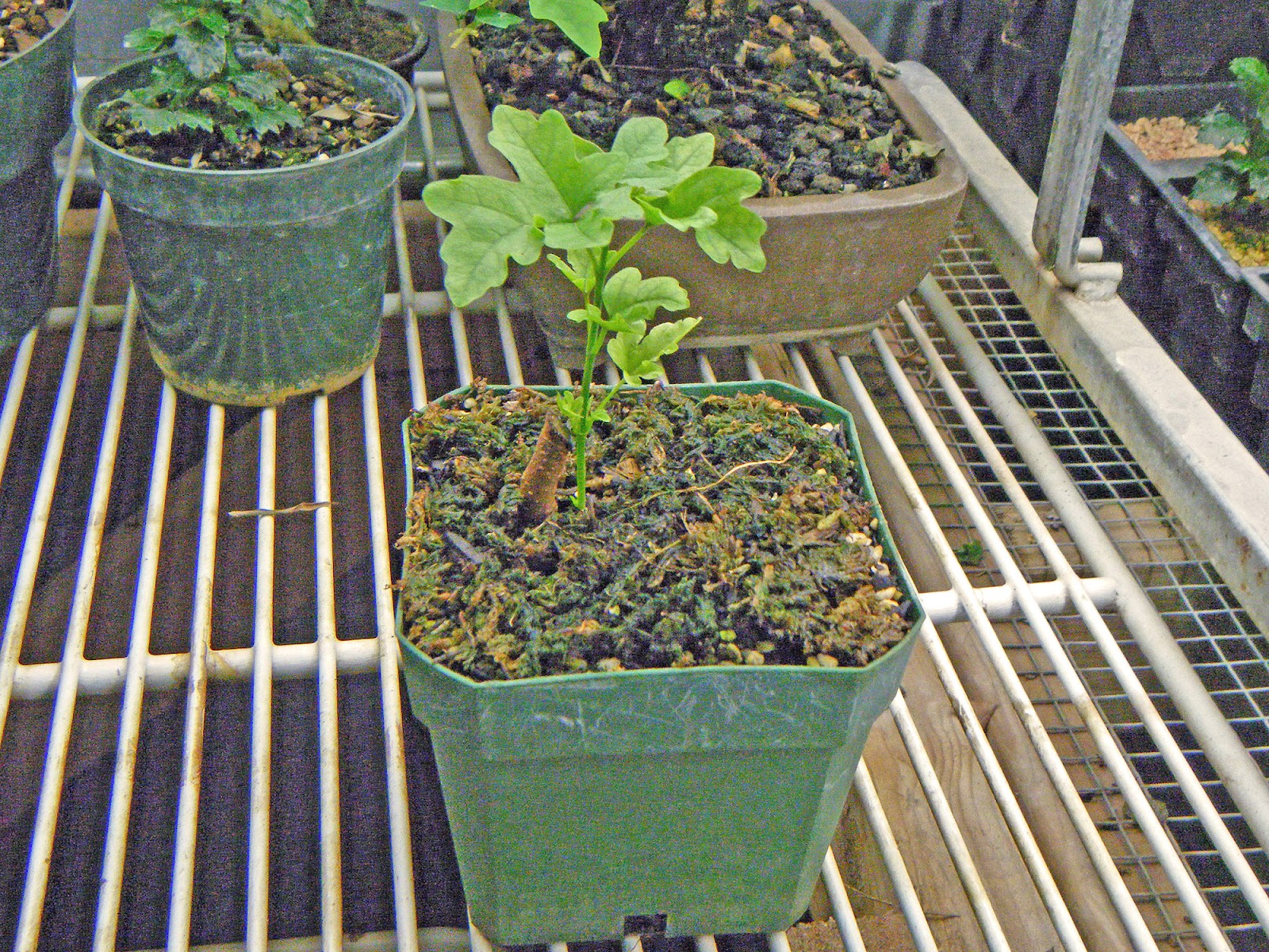 Bonsai in Hoosierland My First Successful Root Cutting!