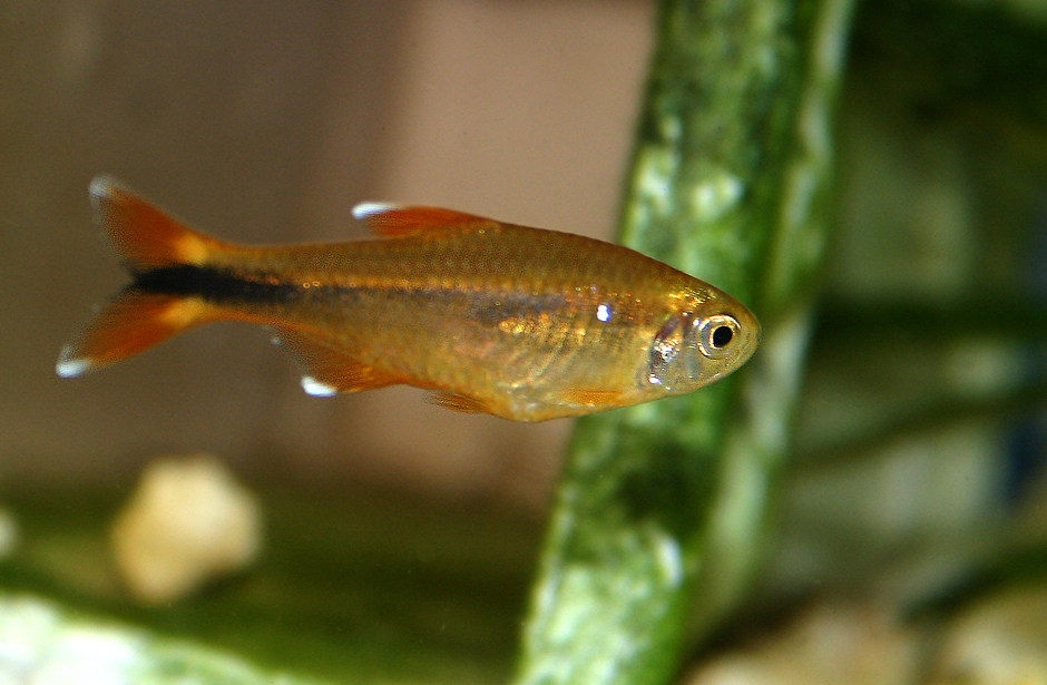 Tetra Fish | FishandAqua