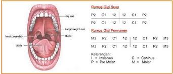 Catatansijordi91 Gigi Pada Manusia