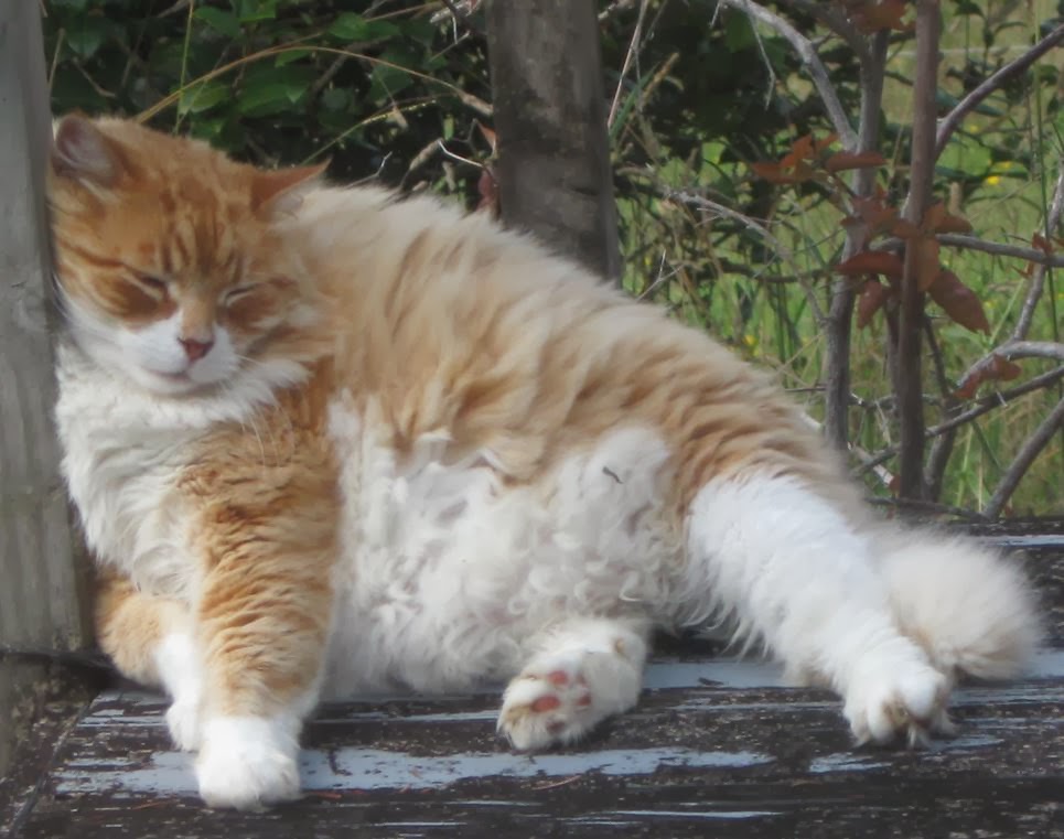 Orange Long Haired Cats Breed