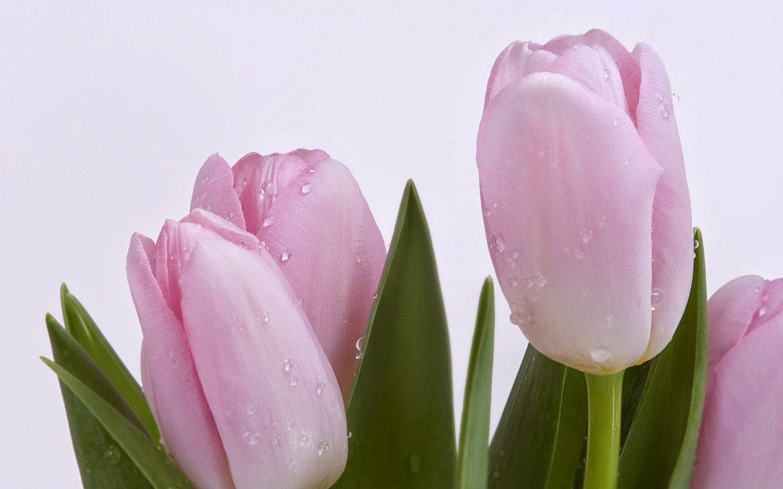 tulips pink