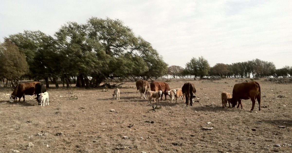 Coastal Bend Agriculture Briefs DROUGHT FEEDING MANAGEMENT FOR CATTLE
