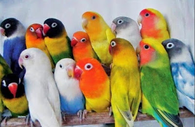 Daftar Harga Burung Love Bird Terupdet Bulan Oktober 2015 Daftar Harga Burung Love Bird Terupdet Bulan Oktober 2015