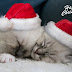 Gatitos con su gorrito de navidad