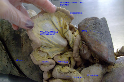 download controlling voices intellectual property humanistic