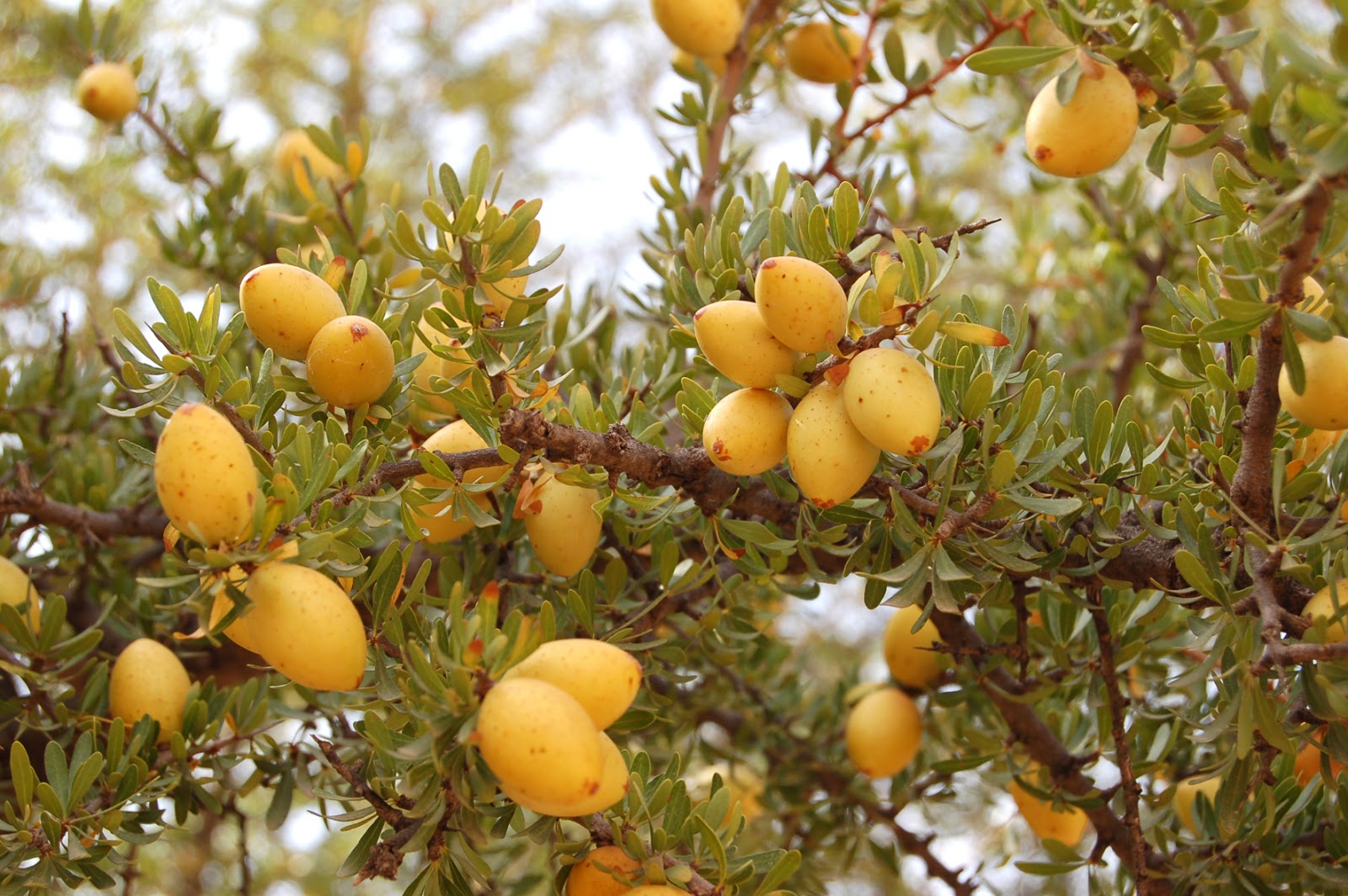 argan oil cosmetics