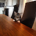 Where's dinner? - Cats3