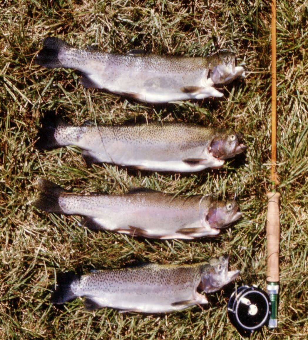 Trout and Kitchen Trout fishing in South Africa