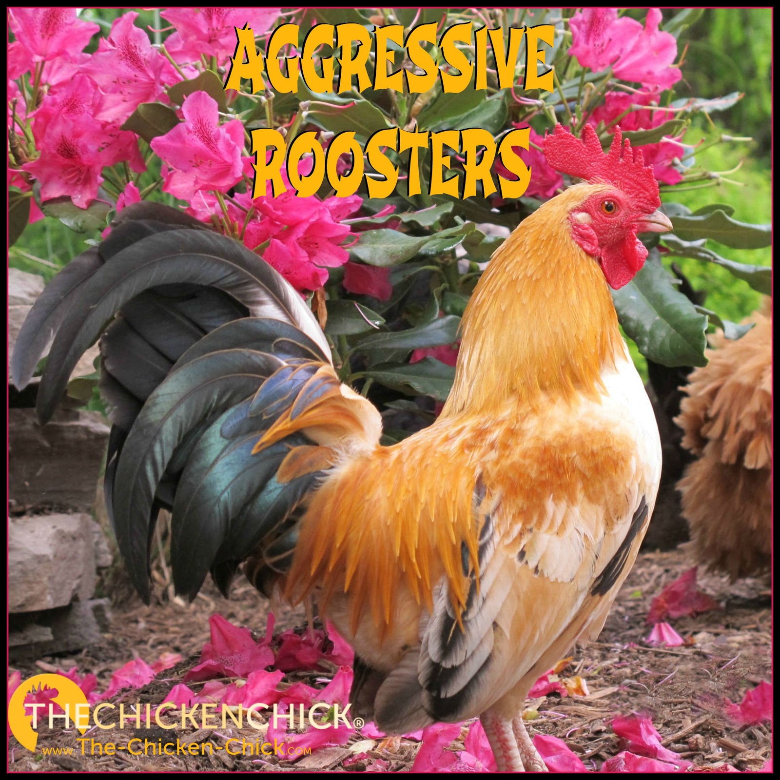 About Aggressive Roosters The Chicken Chick®