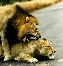 Rodsburgh Blogs: (FAST FACTS) 11 Utterly Bizarre Animal Mating Rituals