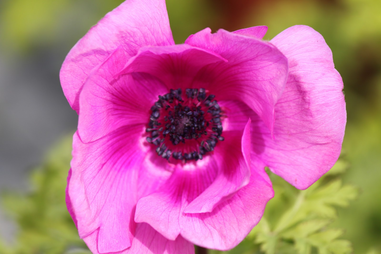 exotic plants secret savannah gardens anemone