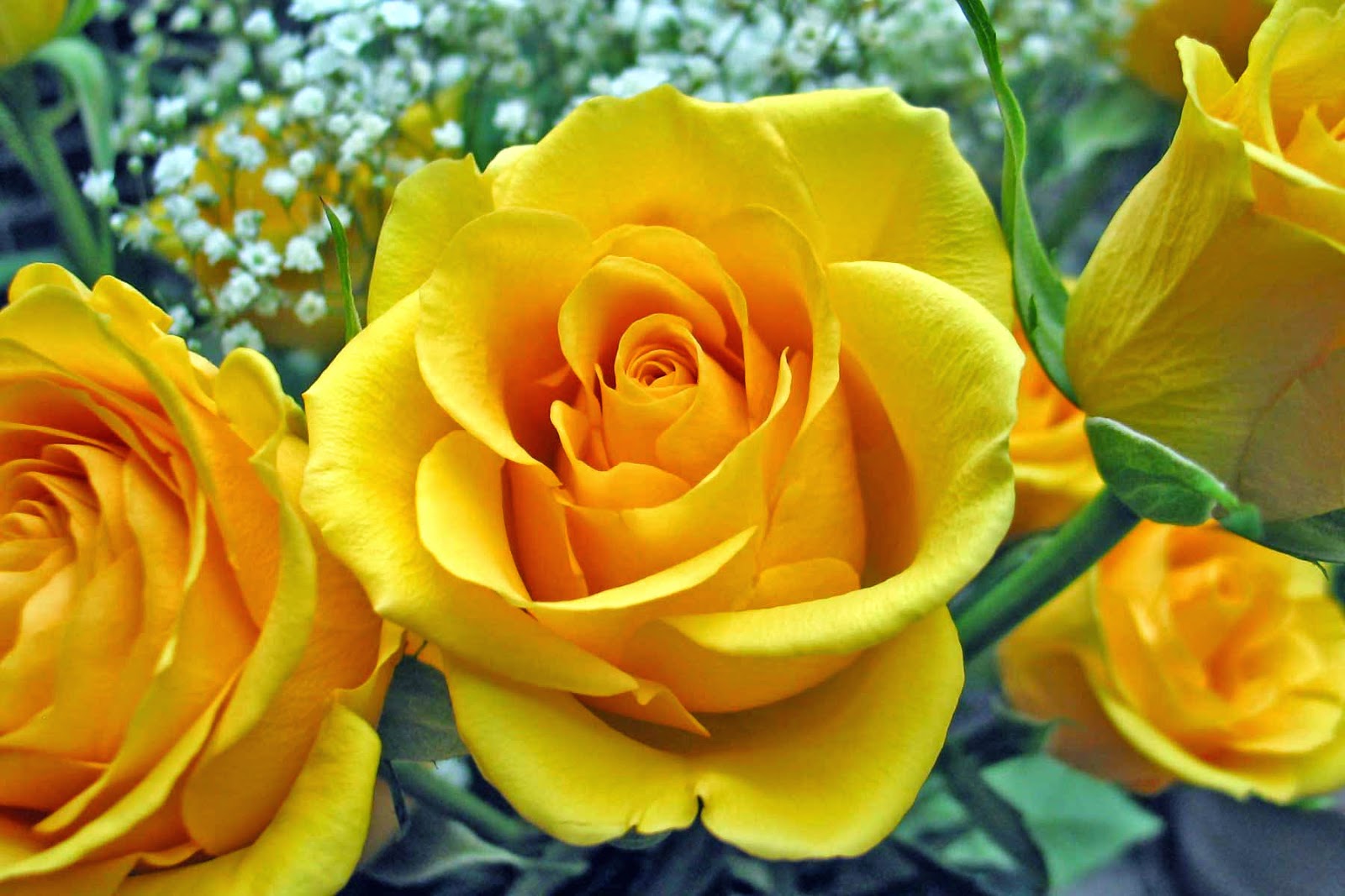 yellow rose flower in the garden