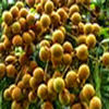 KELENGKENG RAMUAN OBAT TRADISIONAL BUAH KELENGKENG