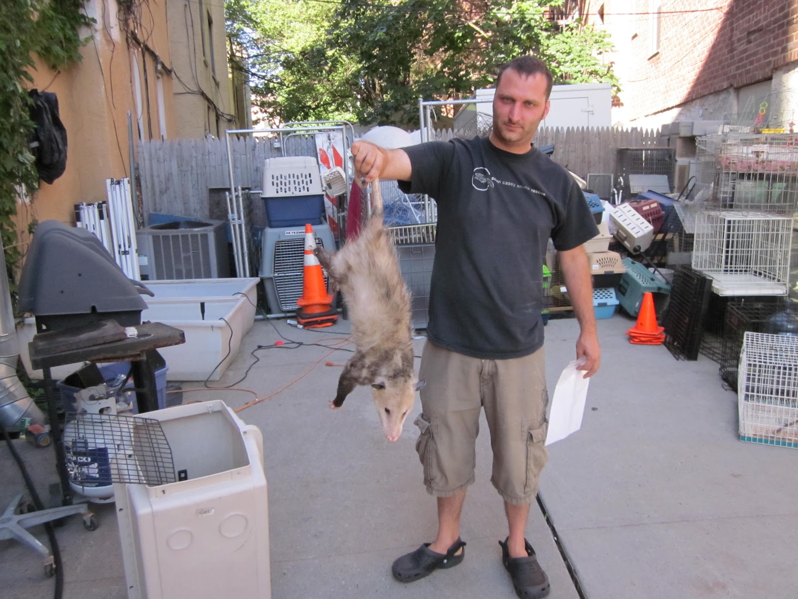 KARMABrooklyn Blog OPOSSUM ON FORT HAMILTON PARKWAY