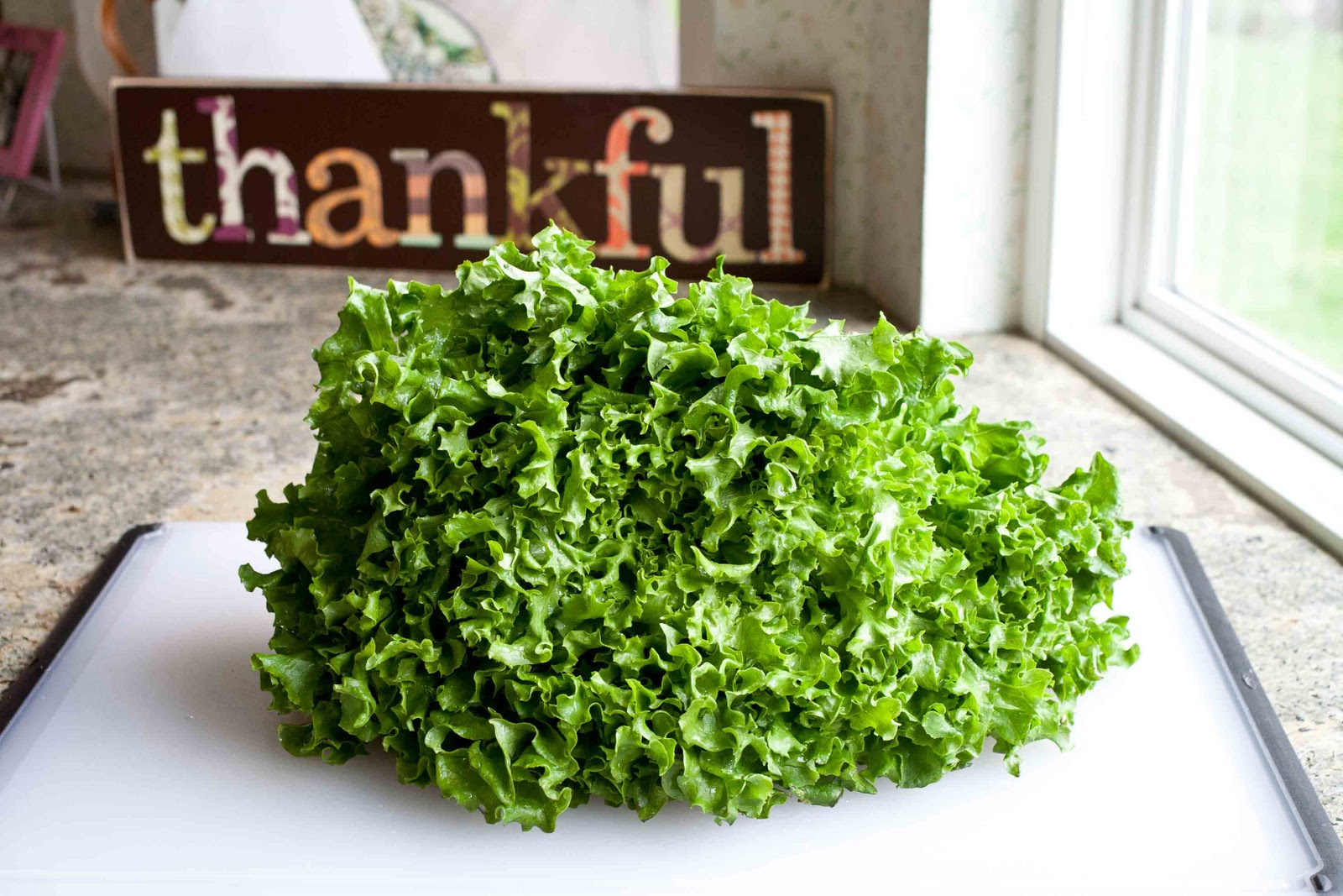 FOODjimoto Curly Endive