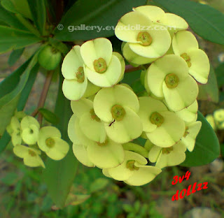 Euphorbia Milii (Crown Of Thorns). Bunga Kancing / Mahkota Berduri.