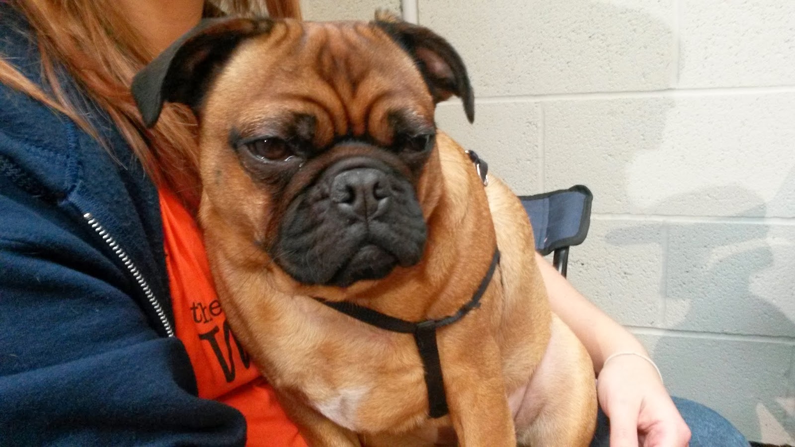 rhodesian ridgeback pug mix hell is other november 2013 rhodesian ridgeback pug mix hell is other november 2013