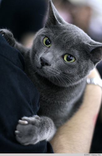 Icy Blue Cat Site Lolking Net Icy Blue Cat Site Lolking Net