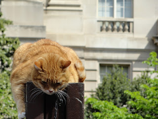 It does not like parades. It is too high.