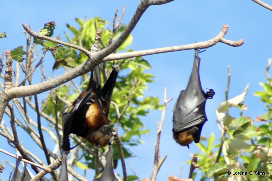 My Life with Photographs Bat Island in Hundred Islands