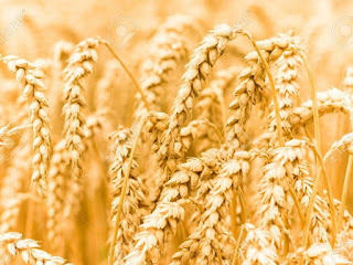 Hạn hán kéo dài làm giảm sản lượng các vụ mùa nông sản ở Đức