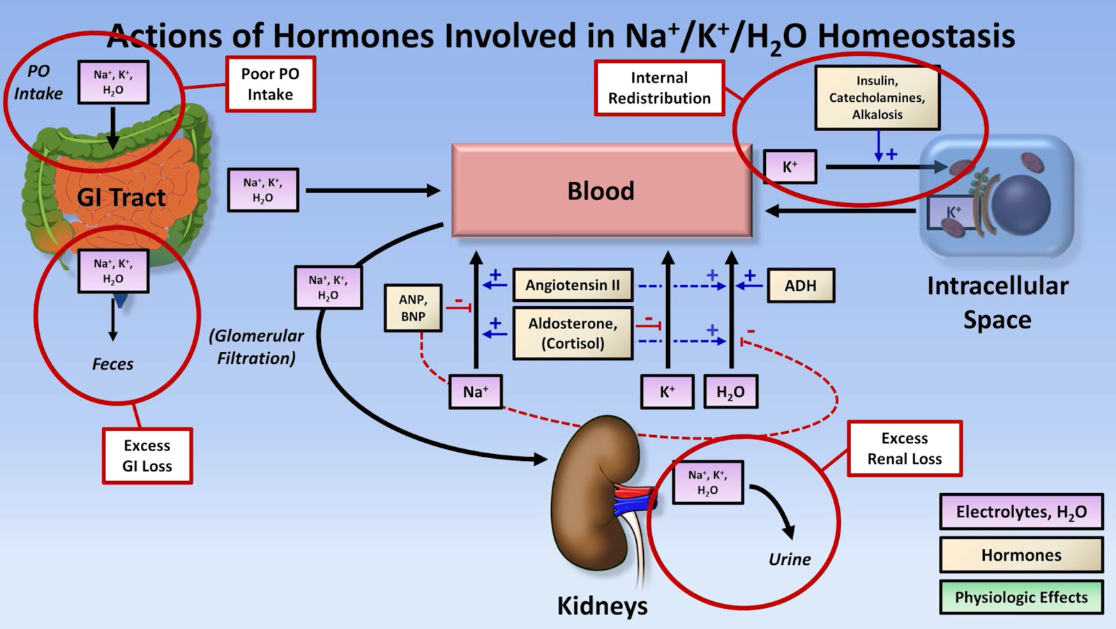 Tutor's Notes general, cardiovascular, respiratory and renal