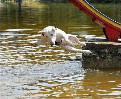Click on the Image for a Larger View funny_picture_dog_jump_in_water