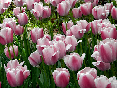 Spring Flowers Central Park Clip Art