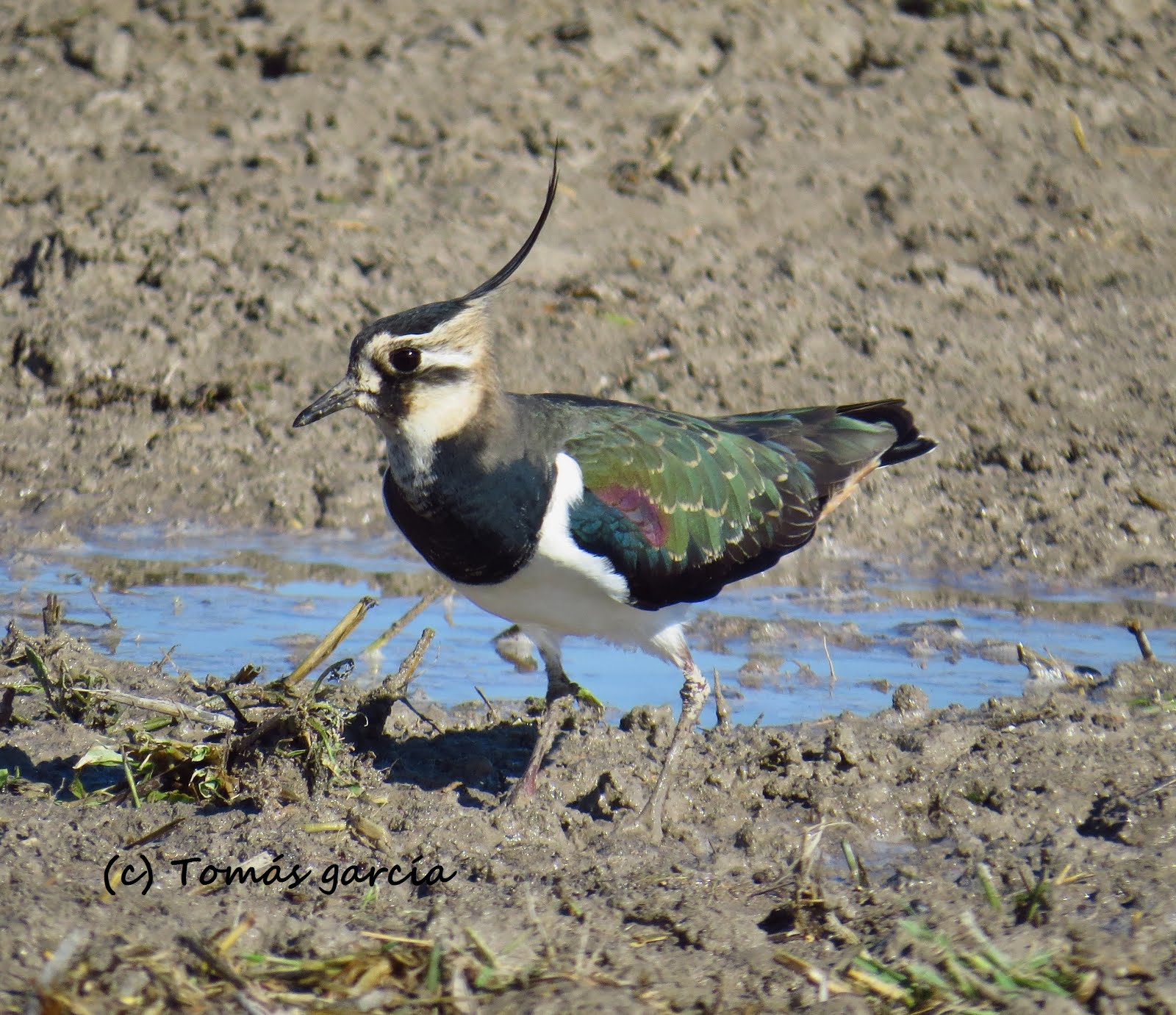 Avefría Europea (Vanellus vanellus)