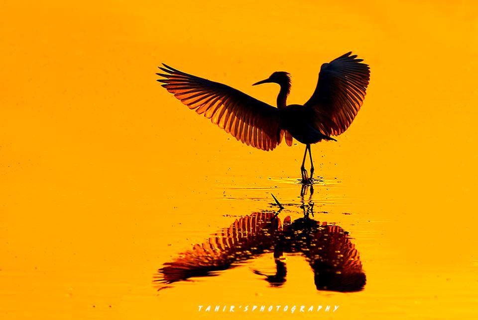 Cook Ding's Kitchen Karate Hakutsuru (White Crane) Kata