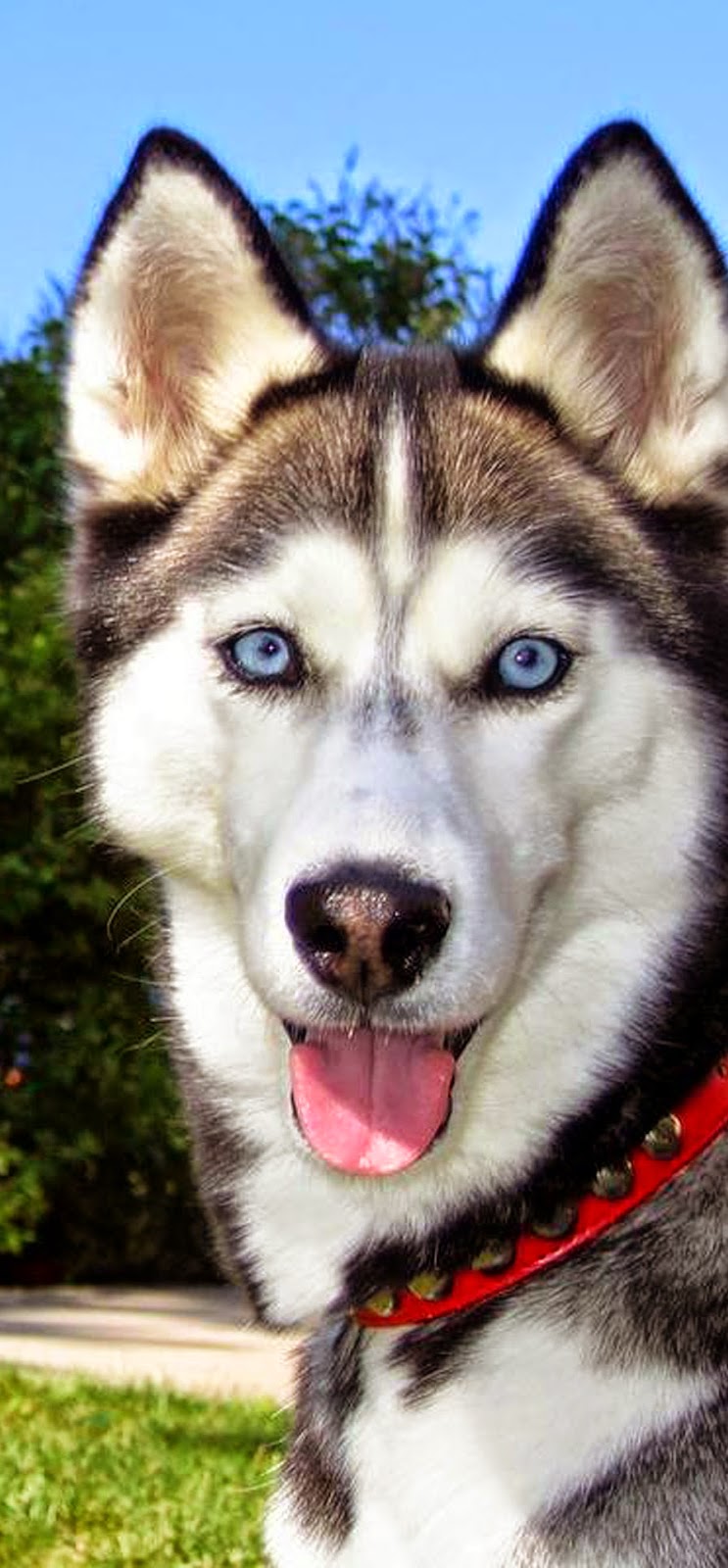 Siberian Husky Siberian Husky