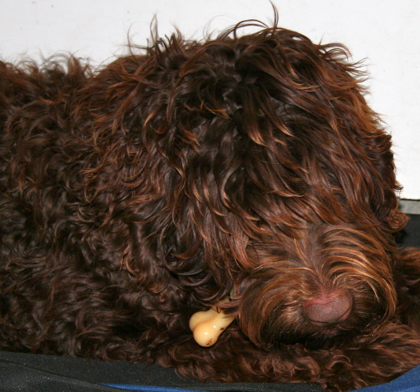 coulee labradoodles